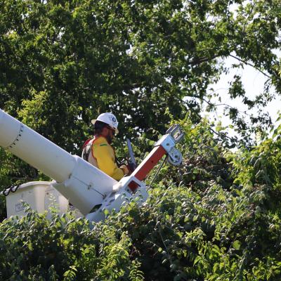 Photo of TCEC tree trimming